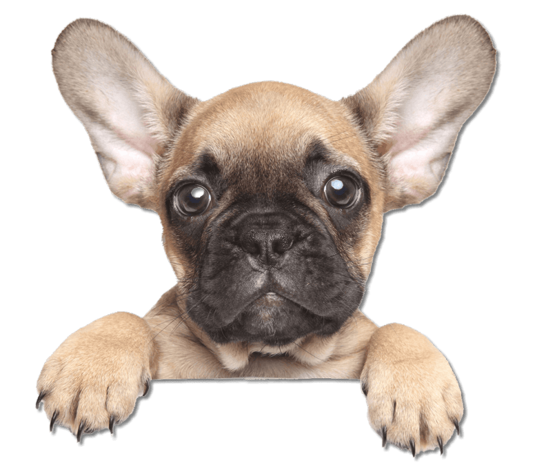 Major Cities Kennel